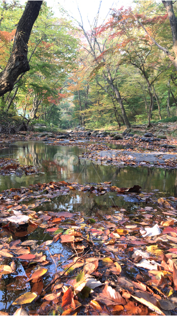 낙엽,계곡,아침,단풍,가을,풍경,가을,계절,fall,autumn,season,자연,풍경,nature,landscape,water,물,outdoors,옥외,leaf,잎,plant,식물,creek,작은 만,stream,흐름,land,땅
