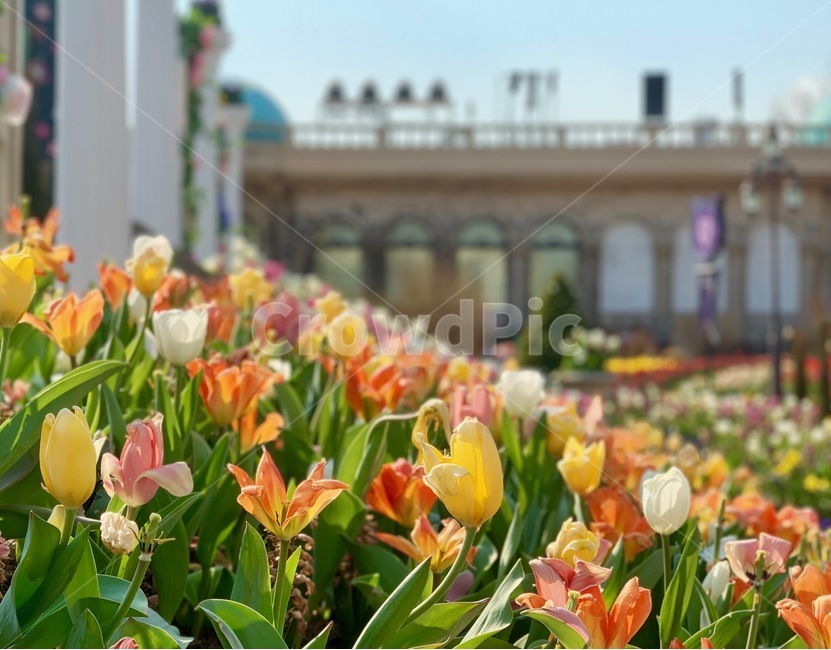튤립,tulip,꽃,봄,나들이,꽃구경,소풍,spring,picnic,flower,blossom,plant,식물,잎,leaf,outdoors,옥외,가든,가드닝,garden,gardening,정원