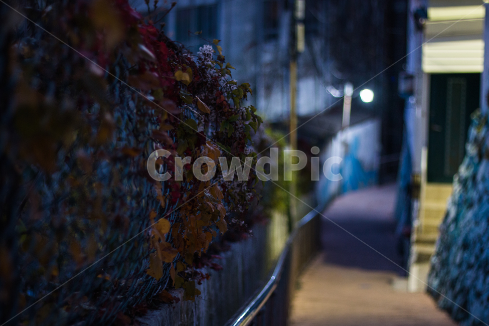 거리,길거리,밤거리,풍경,야경,벽,야경,밤,풍경,nightscape,night,landscape,골목길,alley,식물,자연,plants,nature,banister,난간,handrail