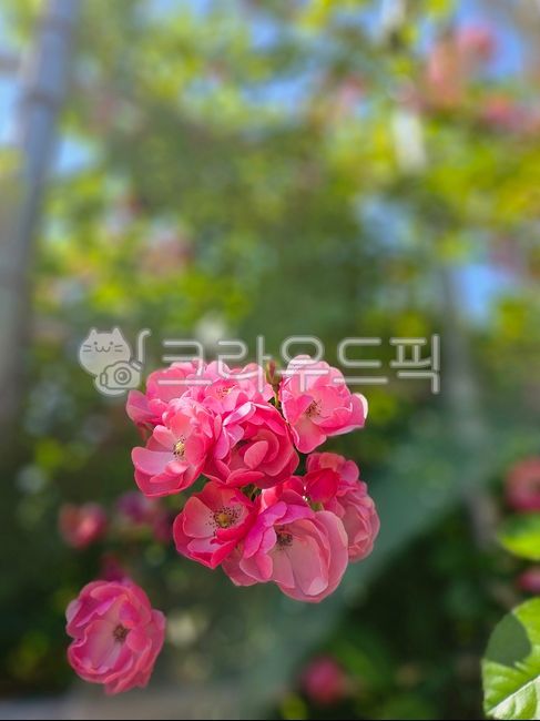 장미꽃,핑크장미,꽃,미니핑크장미,핑크꽃