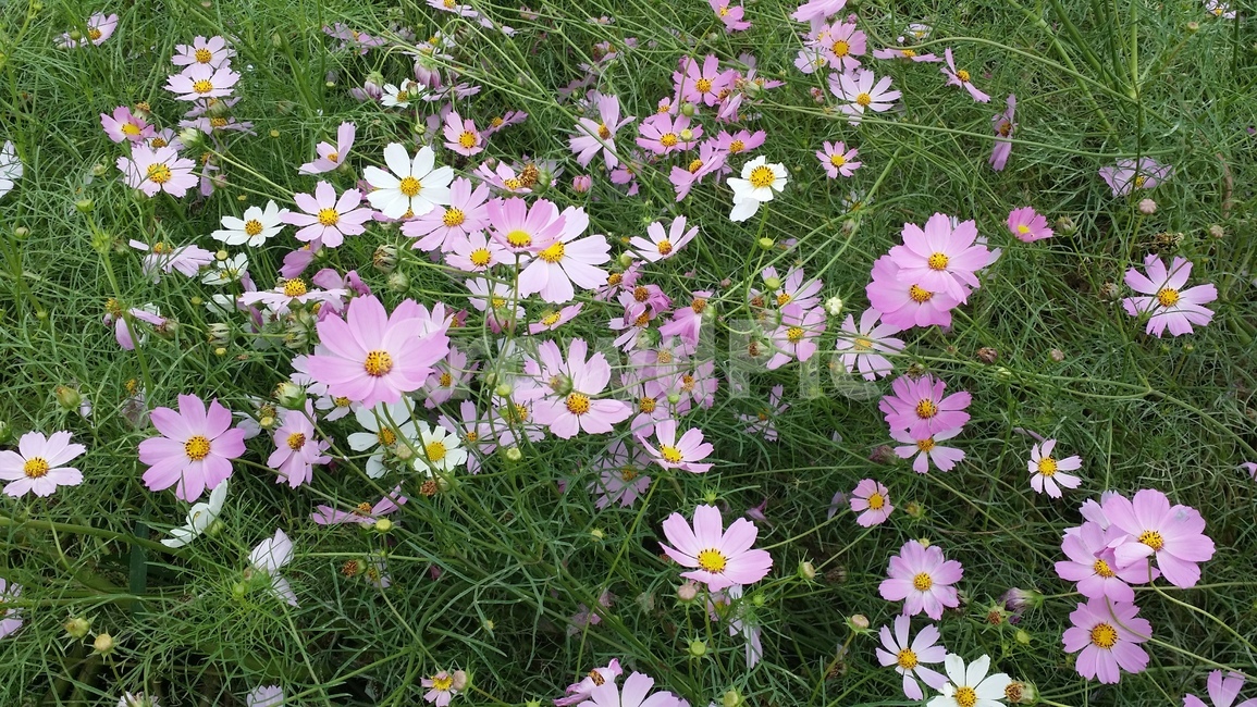 코스모스,가을,꽃,식물,cosmos,자연,국화,한해살이풀,autumn,fall,flower,plant,blossom,개화,분홍색,하얀색,흰색,pink,white,nature,식물,자연,plants,nature,꽃,flower
