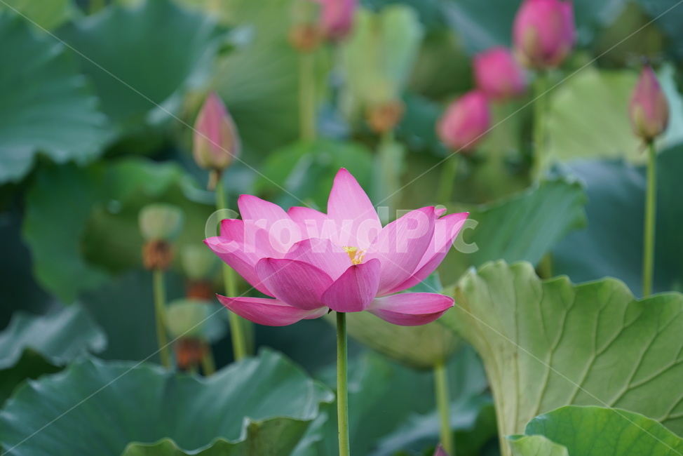 연꽃,lotus,수생식물,식물,연못,수련