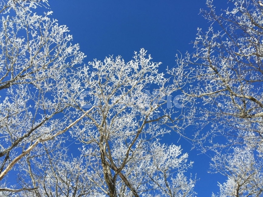 한라산,제주도,겨울,등산,눈꽃,겨울,계절,winter,season,식물,자연,plants,nature,나무,trees,wood