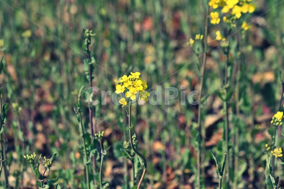 flower,blossom,plant,식물,꽃