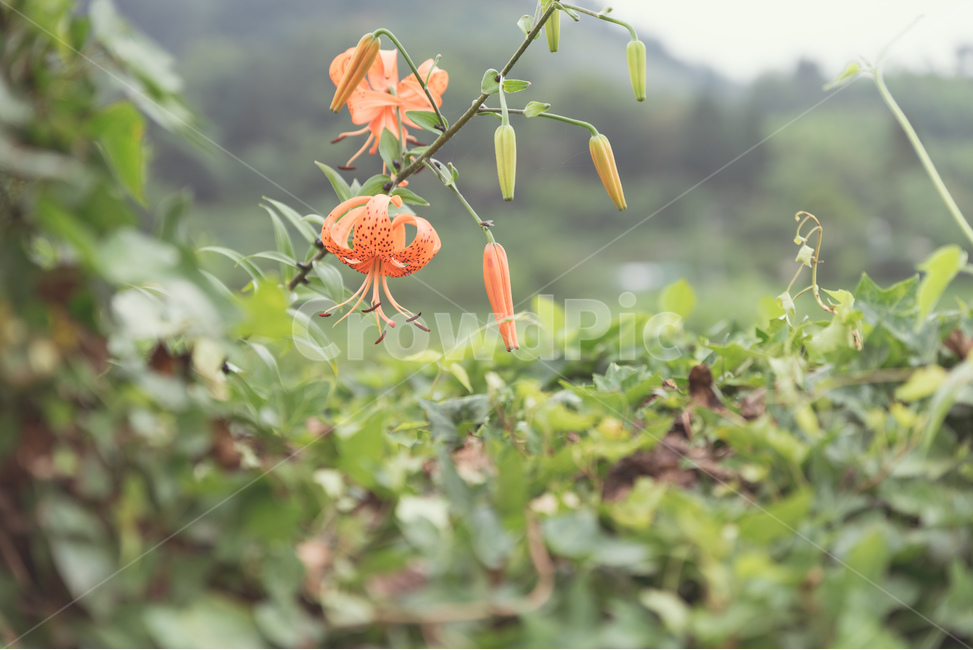 liliaceae,grass,lily,flower
