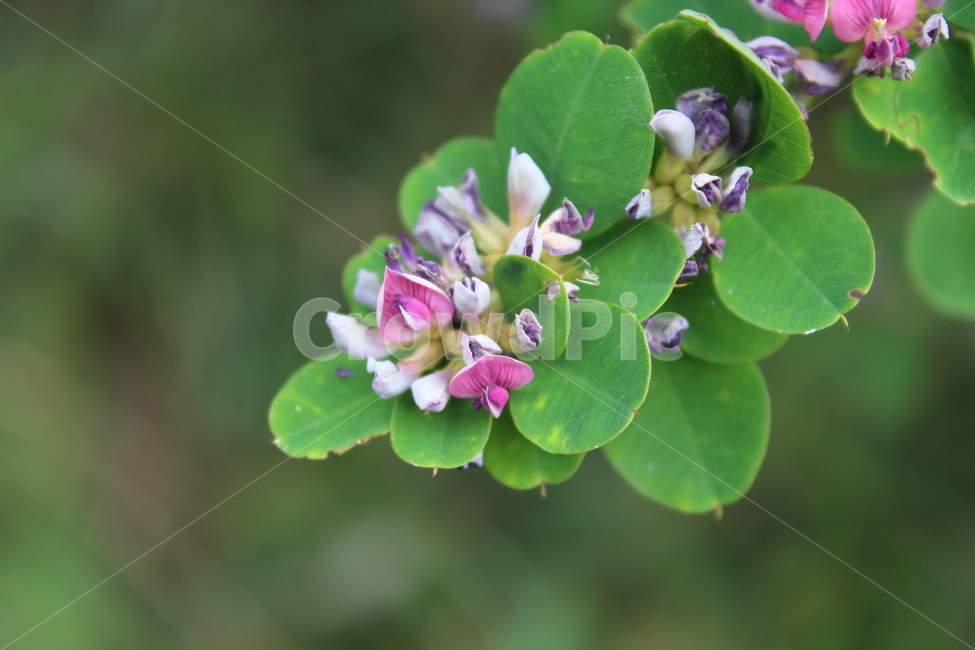 plant,식물,blossom,flower,꽃,식물,자연,plants,nature,꽃,flower