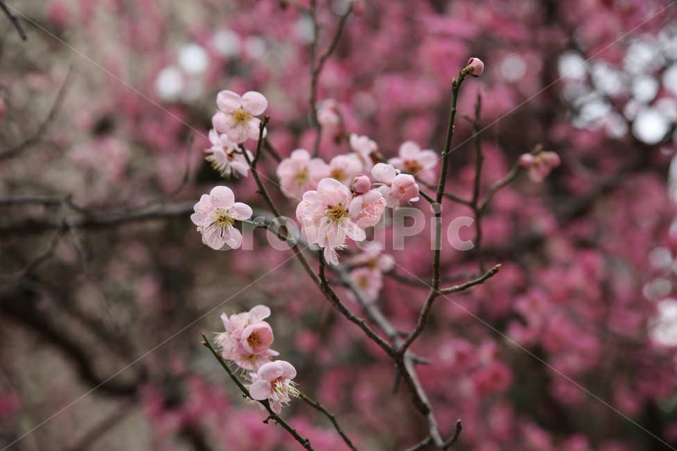 봄,매화,분홍,아름다움,꽃,꽃봉오리,꽃봉우리,봄,계절,spring,season,식물,자연,plants,nature,꽃,flower,plant,blossom