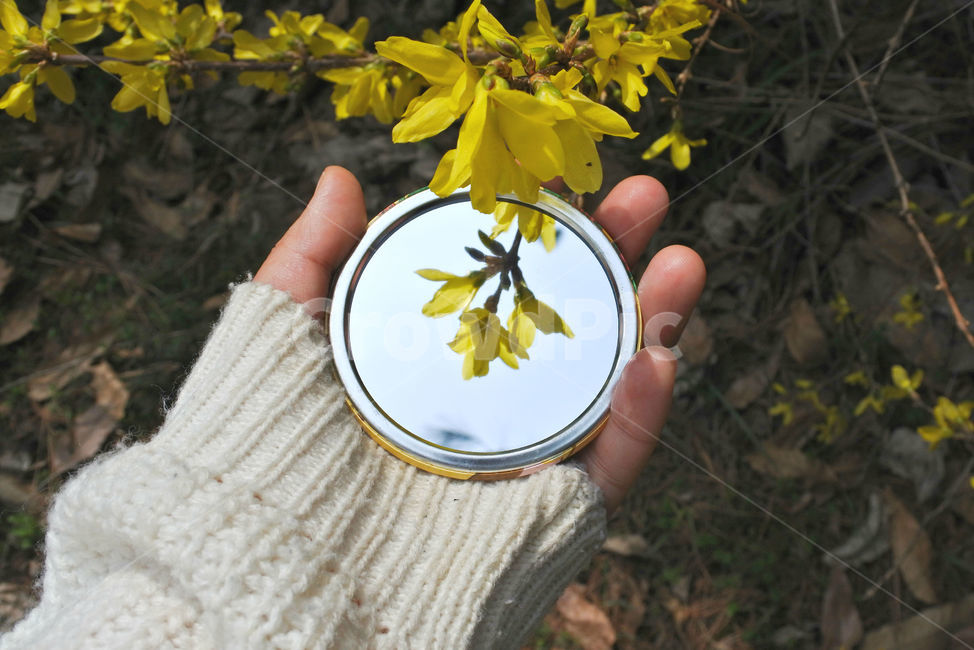 개나리,꽃,봄,손,사람,하늘,자연,spring,노랑,노란색,yellow,hand,people,손거울,거울,mirror,봄,계절,spring,season,식물,자연,plants,nature,꽃,flower,사람,인물,인간,human,person,신체일부,몸,body