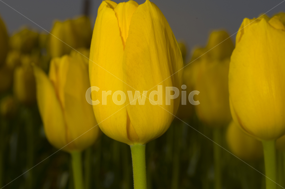 튜울립,튤립,tulip,꽃,노랑꽃,노란꽃,봄꽃,봄,노란튤립