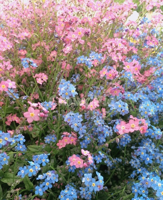 꽃,봄,알록달록,꽃향기,봄맞이,식물,자연,plants,nature,꽃,flower