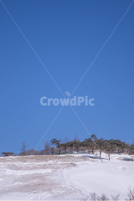 달,하늘,파란하늘,나무,반달,겨울,겨울,계절,winter,season,자연,풍경,nature,landscape