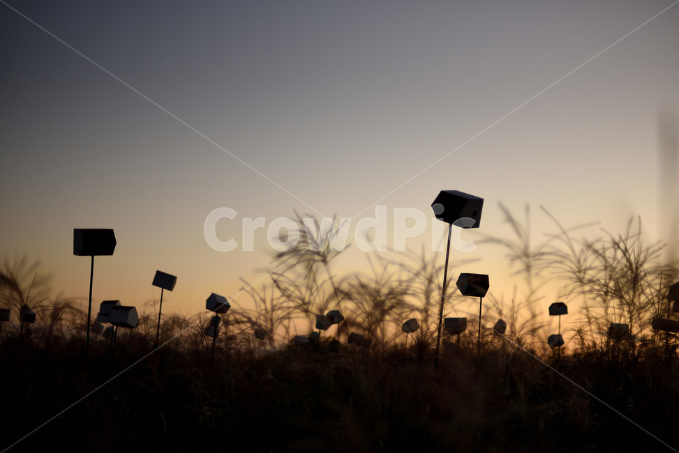 억새,갈대,가을,실루엣,하늘공원,새집,식물,자연,plants,nature,실루엣,그림자,silhouette,shadow