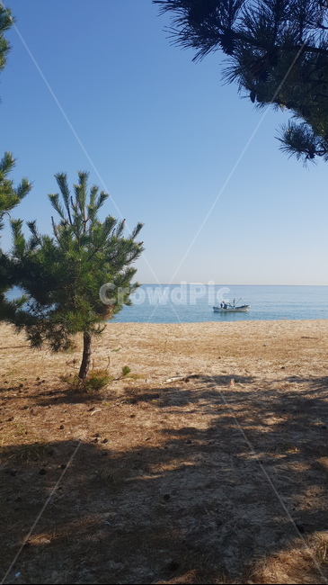 해변,자연,하늘,바다,소나무,블루,동해,해변,바다,beach,sea