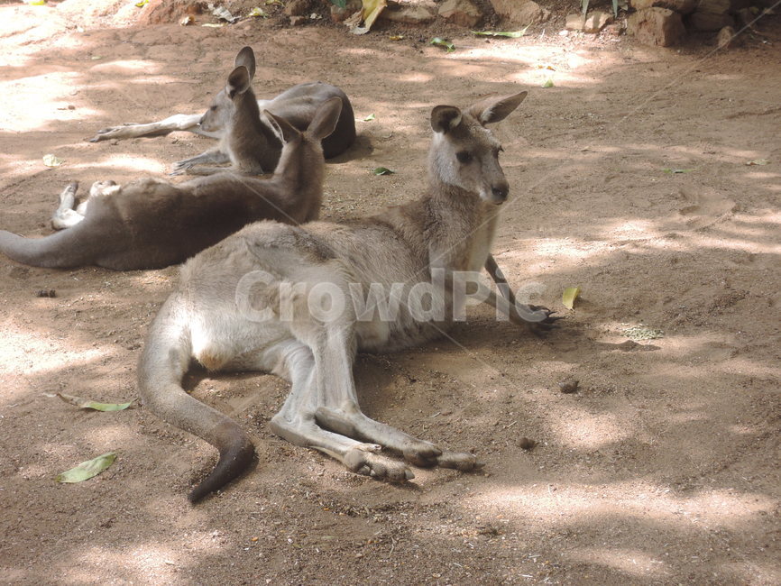 mammal,포유류,animal,동물,kangaroo,캥거루,동물,animal,포유류,mammal