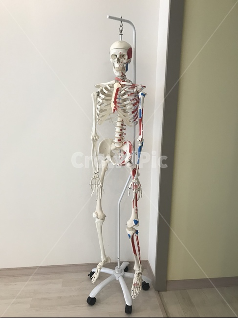 뼈,인체해부학,해부학,골학,뼈모형