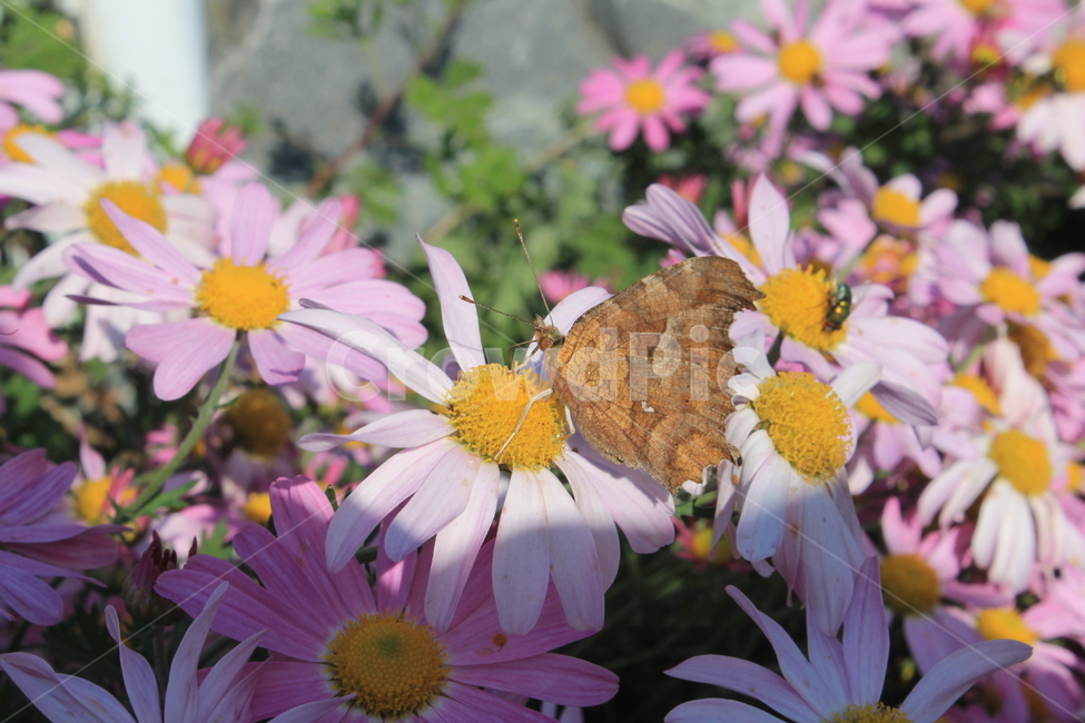 margueritedaisy,daisy,marguerite,가을,꽃,autumn,fall,flower,flowers,plant,식물,데이지,마가렛,나비,butterfly,monarchbutterfly,blossom,pollen,식물,자연,plants,nature,꽃,flower,곤충,벌레,insect,bug