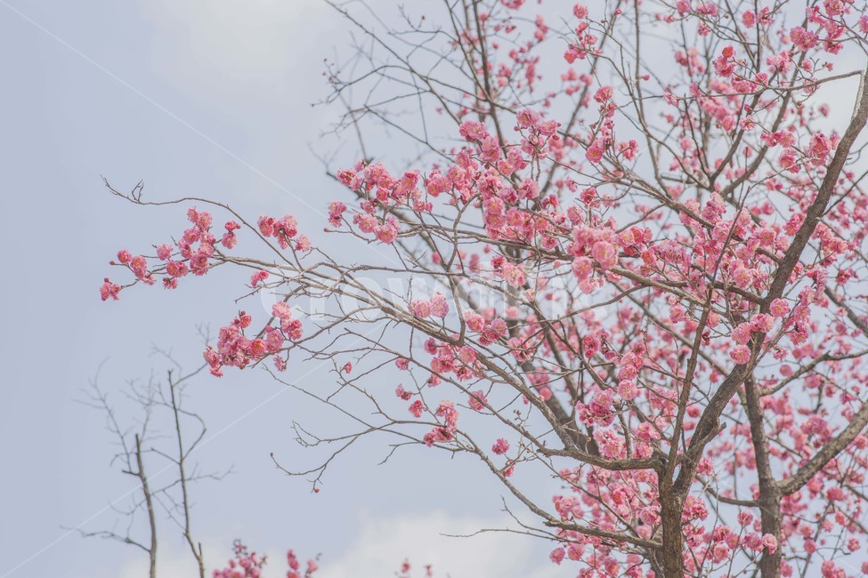 봄,꽃,봄꽃,매화,홍매화,봄,계절,spring,season,자연,풍경,nature,landscape,plant,식물,blossom,cherry blossom,벚꽃,flower