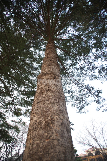 나무,소나무,자연,숲,풍경,tree,nature,landscape