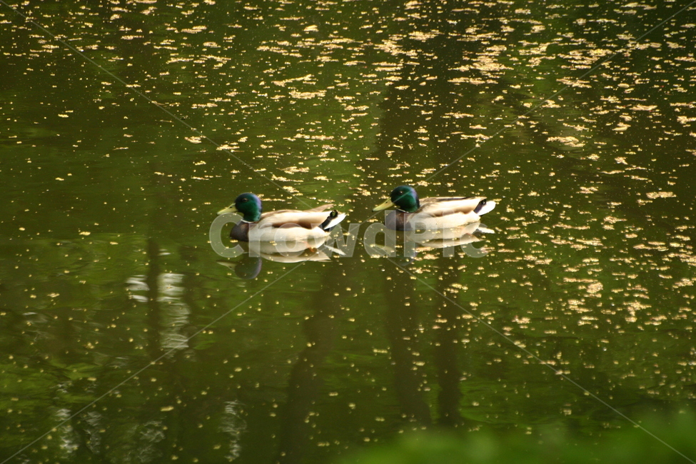 청둥오리,오리,mallard,mallardduck,animal,background,beak,beautiful,bird,birds,brown,color,colorful,cute,duck,ducks,feather,green,lake,male,malemallard,mallardducks,mallards,natural,nature,outdoor,park,pond,reflection,river,water,waterfowl,white,wild,wildlife
