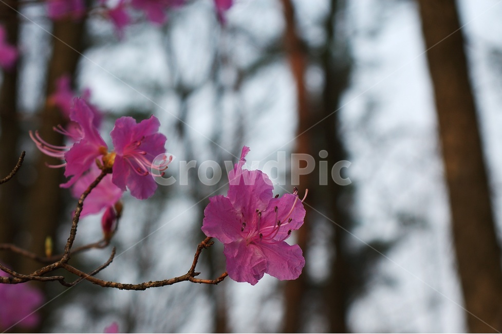 진달래,봄,자연,풍경,등산,꽃,봄,계절,spring,season,식물,자연,plants,nature,꽃,flower,plant,blossom,geranium,제라늄