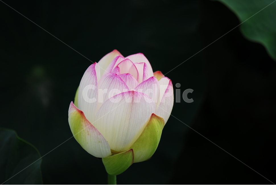 꽃,연꽃,관곡지,불교,여름,식물,자연,plants,nature,꽃,flower