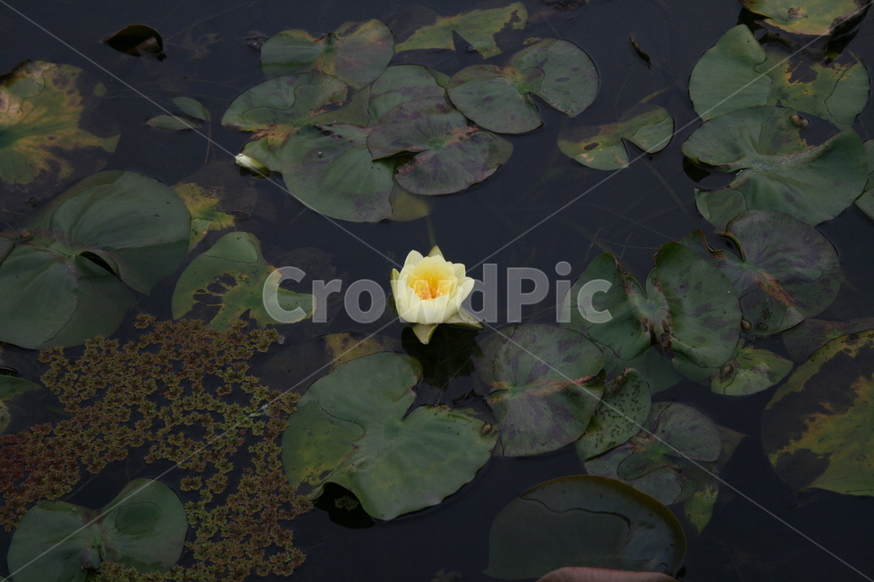 꽃,식물,flower,plant,연못,수련,식물,자연,plants,nature,꽃,flower