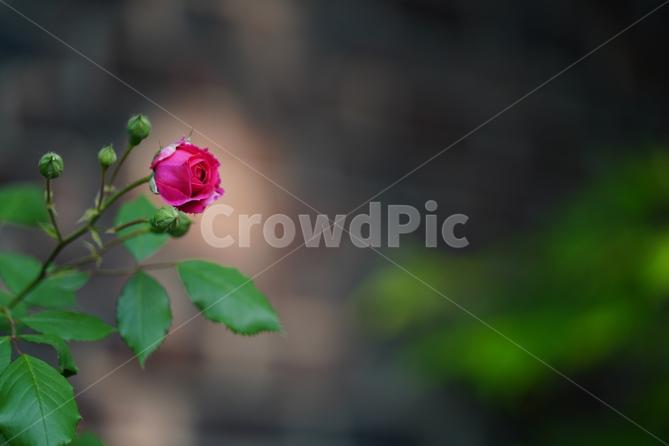 장미,로즈,식물,생물,생명,rose,레드,red,붉은,색감,컬러,꽃,플라워