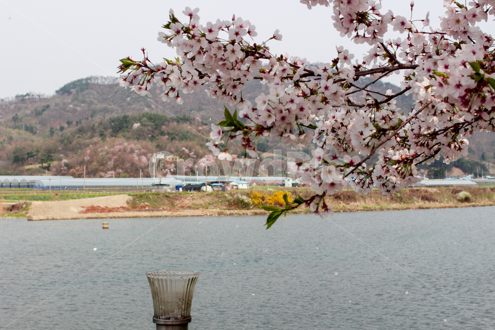 벚꽃,봄,아련,흩날리는,따뜻함,감성,봄,계절,spring,season,plant,식물,flower,꽃,blossom