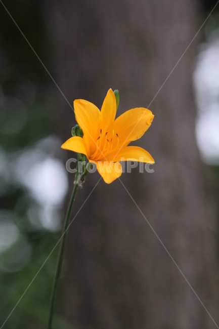꽃,가을,나무,배경,자연,식물,nature,flower,식물,자연,plants,nature,꽃,flower