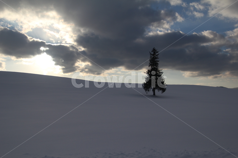 나무,tree,눈,snow,풍경,겨울,계절,winter,season