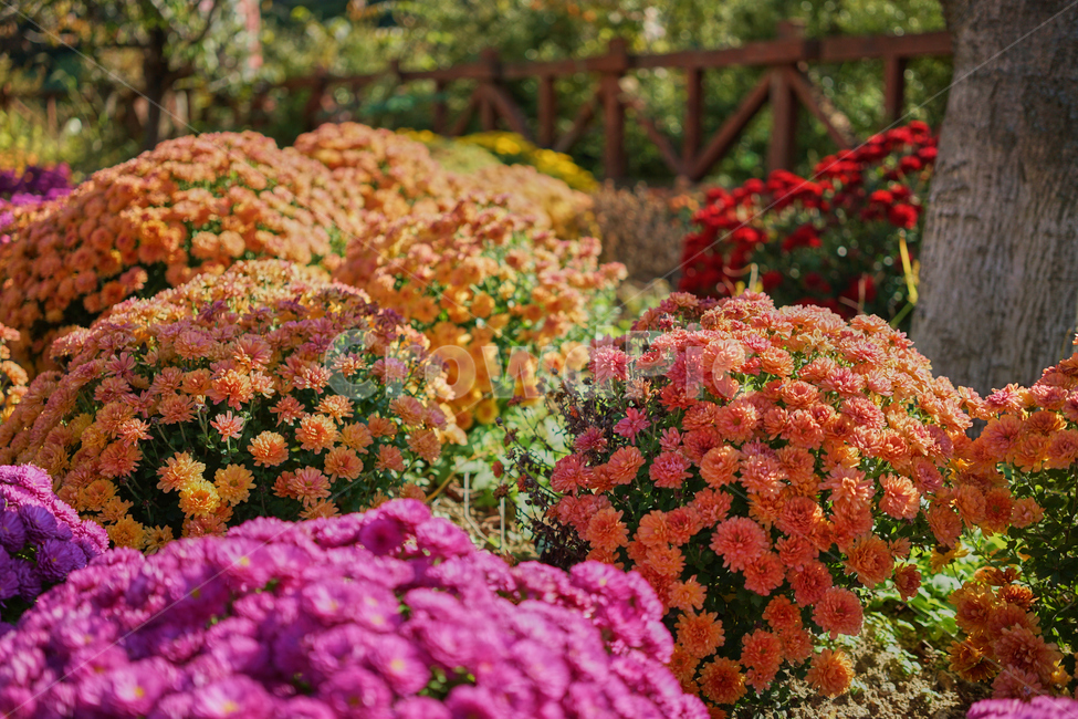 국화,보라색꽃,주황색꽃,화단,정원,flower,blooming,garden,vivid,과꽃,수목원,꽃,식물,자연,plants,nature,꽃,flower