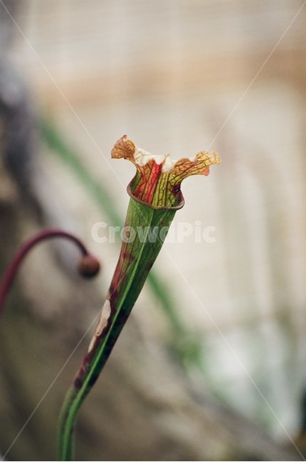 식물,네펜데스,식물원,우츠보트,필름카메라,식물,자연,plants,nature