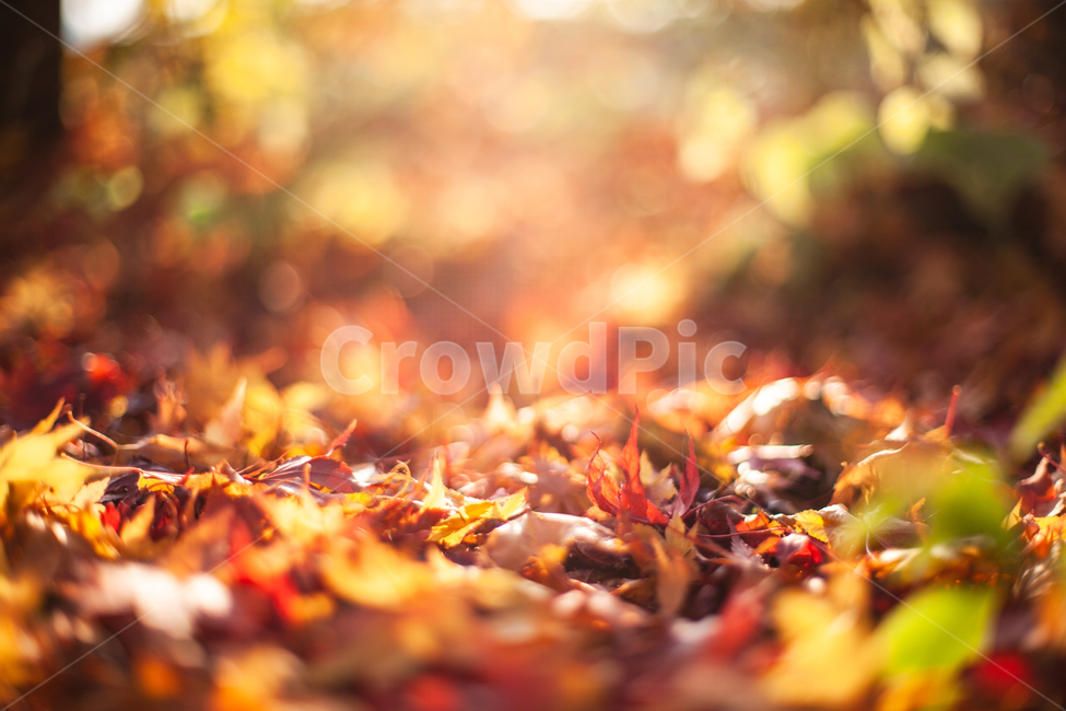 가을,단풍,단풍잎,단풍나무,나무,가을,계절,fall,autumn,season,감성,sensible,feeling,leaf,잎,plant,식물,tree