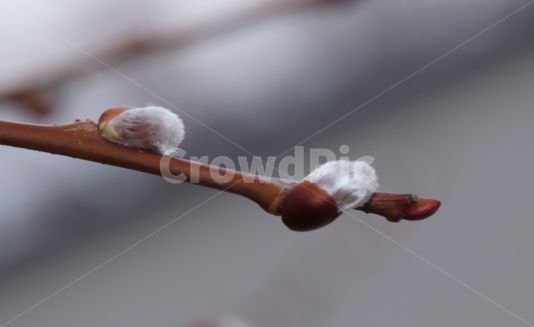 plant,자연,봄,버들강아지,겨울눈,새싹