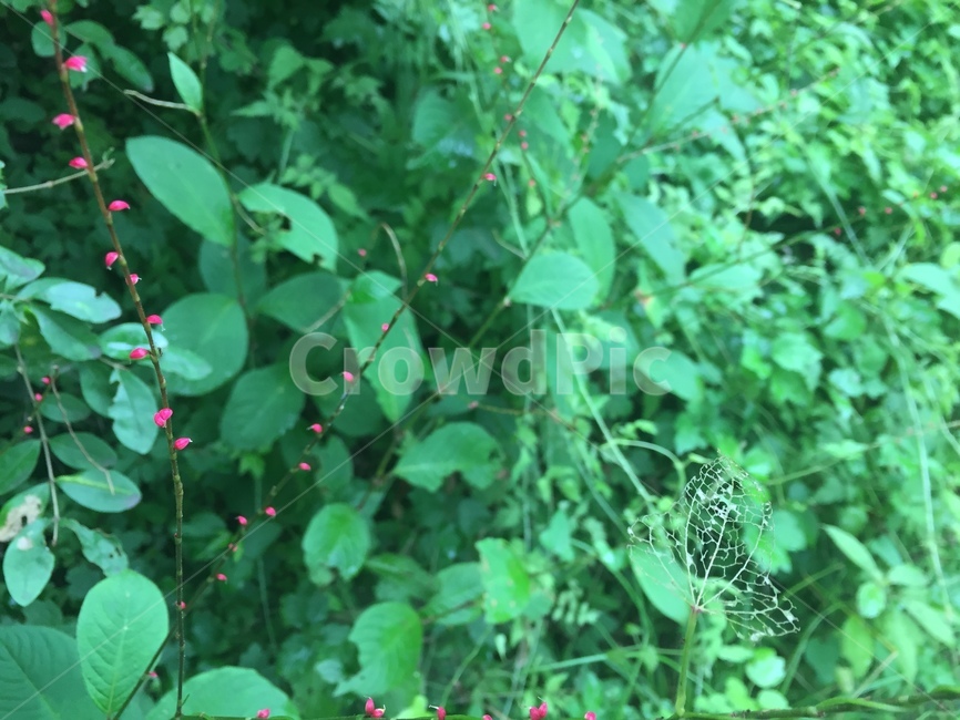 자연,풀잎,nature,grassleaf,꽃,식물,자연,plants,nature