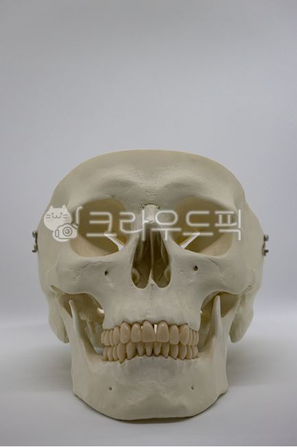 할로윈,할로윈데이,할로윈축제,호러,해골,skull,무서움,공포,horror,축제,행사,이벤트,event,holloweenparty,festival,jaw,턱,해골모형,두개골,뼈