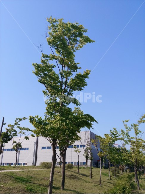 공원,파란하늘,맑은하늘,나무,풍경,벗나무