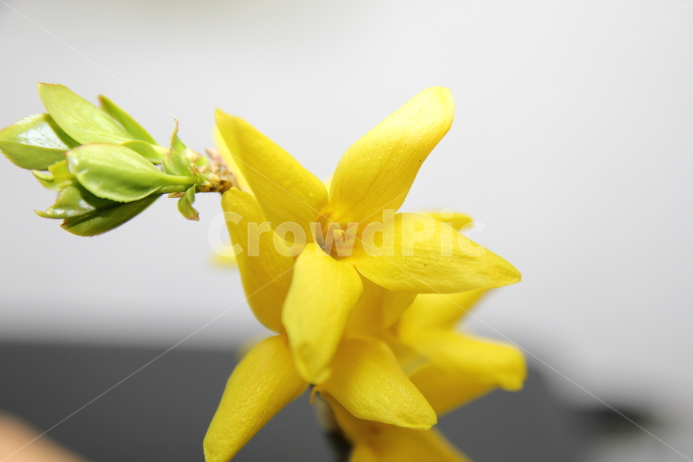 plant,식물,petal,꽃잎,flower,꽃,blossom,개나리,노란색,봄,상춘객,나무