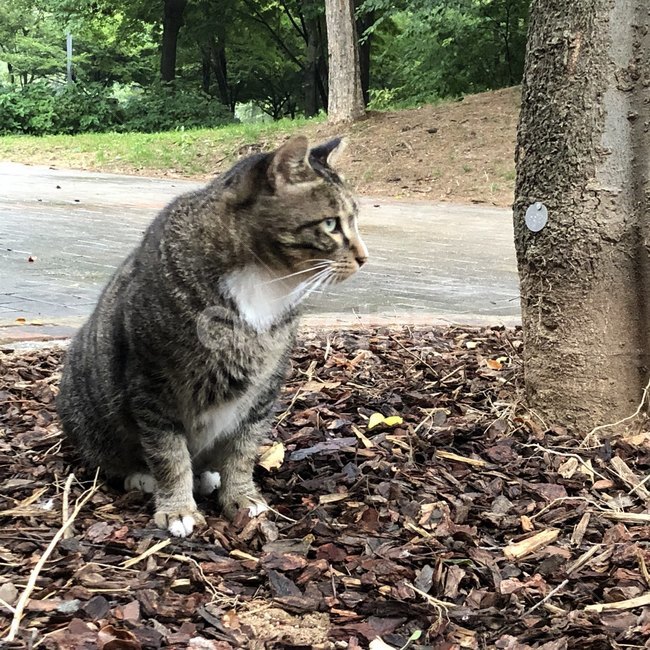 길고양이,고양이,서울숲,숲,힐링,동물,animal,포유류,mammal,고양이,cat,kitten,kitty