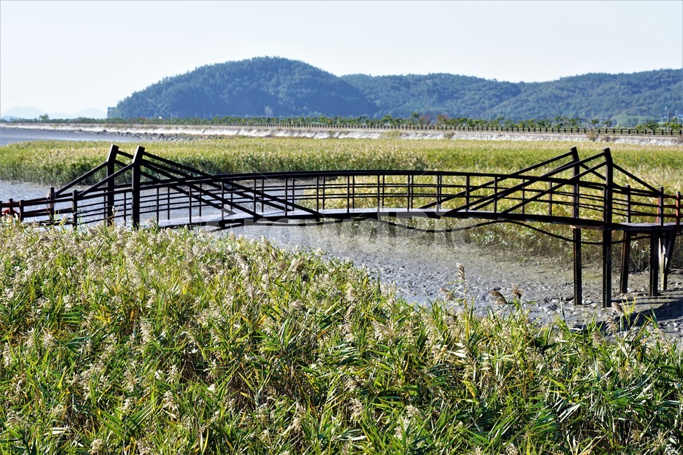 가을,갈대,다리,갯벌,자연,식물,sky,nature,fall,autumn,풍경,자연,풍경,nature,landscape