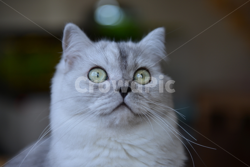 고양이,동물,눈,페르시안,귀여움,반려동물,애완동물,동물,animal,포유류,mammal,고양이,cat,kitten,kitty