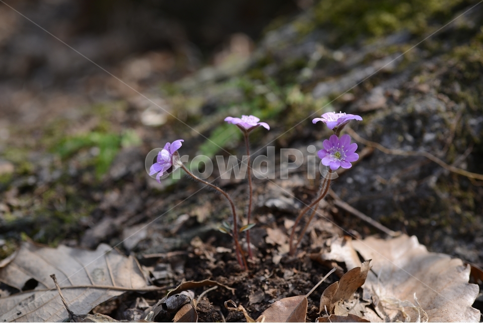 봄,꽃,봄꽃,노루귀,야생화,spring,flower,closeup,접사,근접촬영,봄,계절,spring,season,식물,자연,plants,nature,꽃,flower,ground,바닥,plant