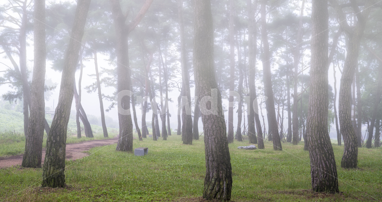 자연,풍경,식물,나무,소나무,소나무숲,숲,동산,소나무동산,안개,아침,풀밭,잔디밭,풀,남평,드들강,드들강유원지,강변,둔치,나주시,계절,여름