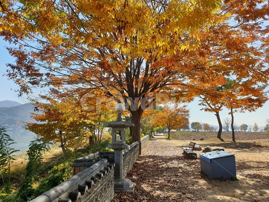 은행나무,가을,두물머리,양평,풍경