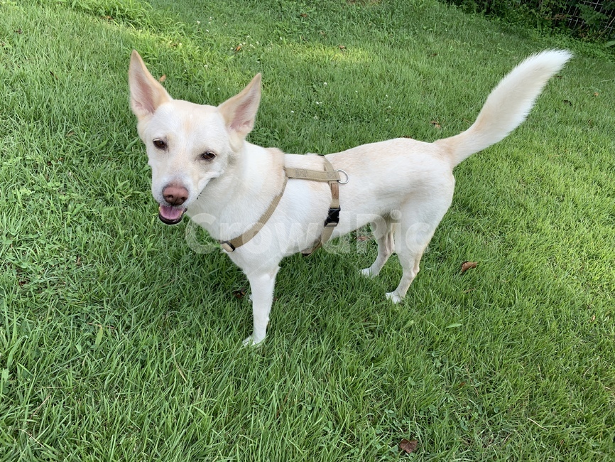 pet,애완동물,mammal,포유류,animal,잔디,grass,개,dog,동물,반려동물
