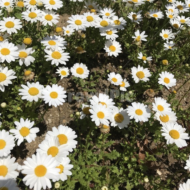 옥스아이데이지,oxeyedaisy,꽃,식물,자연,flower,plants,nature