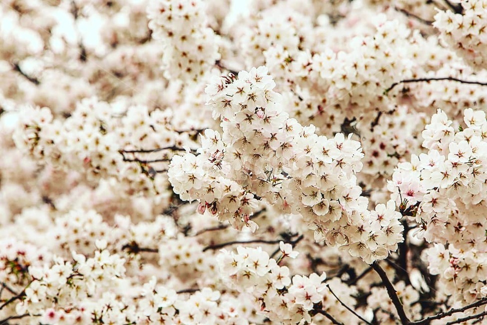 봄,꽃,봄꽃,사쿠라,벚꽃,spring,flower,봄,계절,spring,season,식물,자연,plants,nature,꽃,flower,plant,blossom
