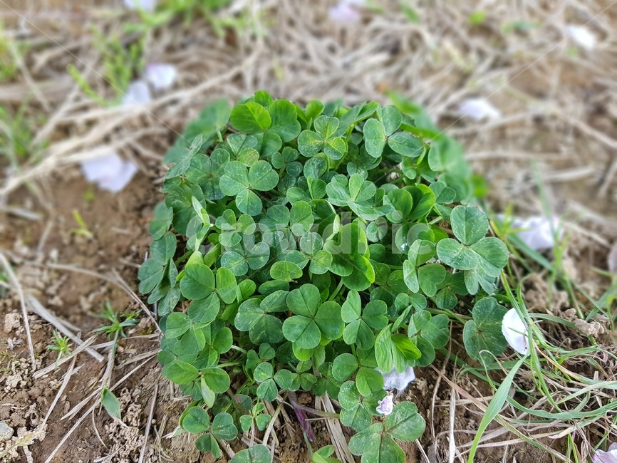 세잎클로버,threeleafclover,행복,토끼풀,clover,식물,plant,herbs,허브,leaf,잎,녹색