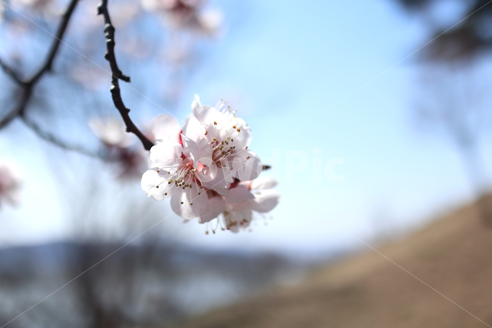 벚꽃,벚나무,봄,blossom,꽃