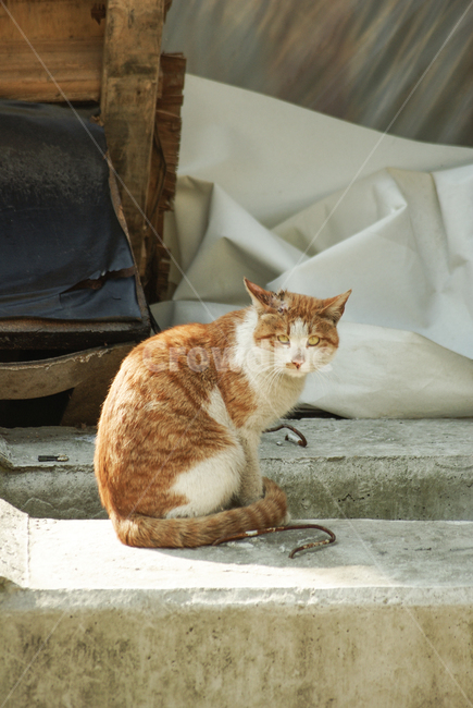 고양이,길고양이,치즈태비,고양이상처,길냥이,안쓰러운,야옹이,street,cat,kitty,animal